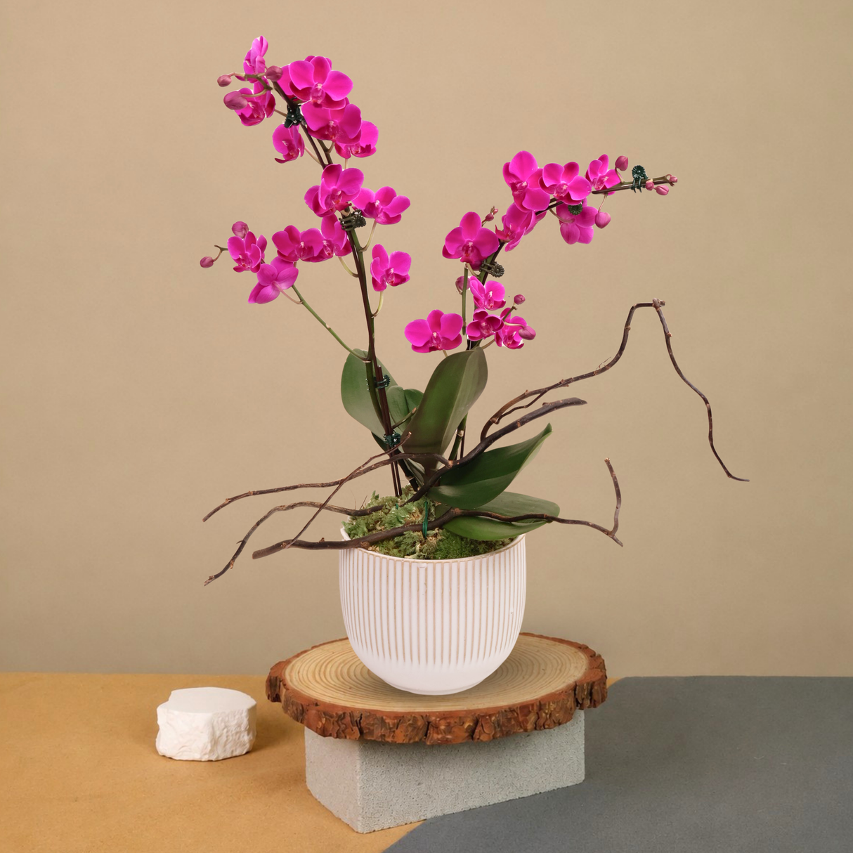 Eden Bloom (1 Double Stalk) - Orchid Phalaenopsis