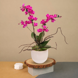 Eden Bloom (1 Double Stalk) - Orchid Phalaenopsis