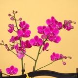 Elegance Jewel (12 Oranges) - Orange and Flower CNY Hamper