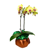 Elegant Verdure (1 Double stem)