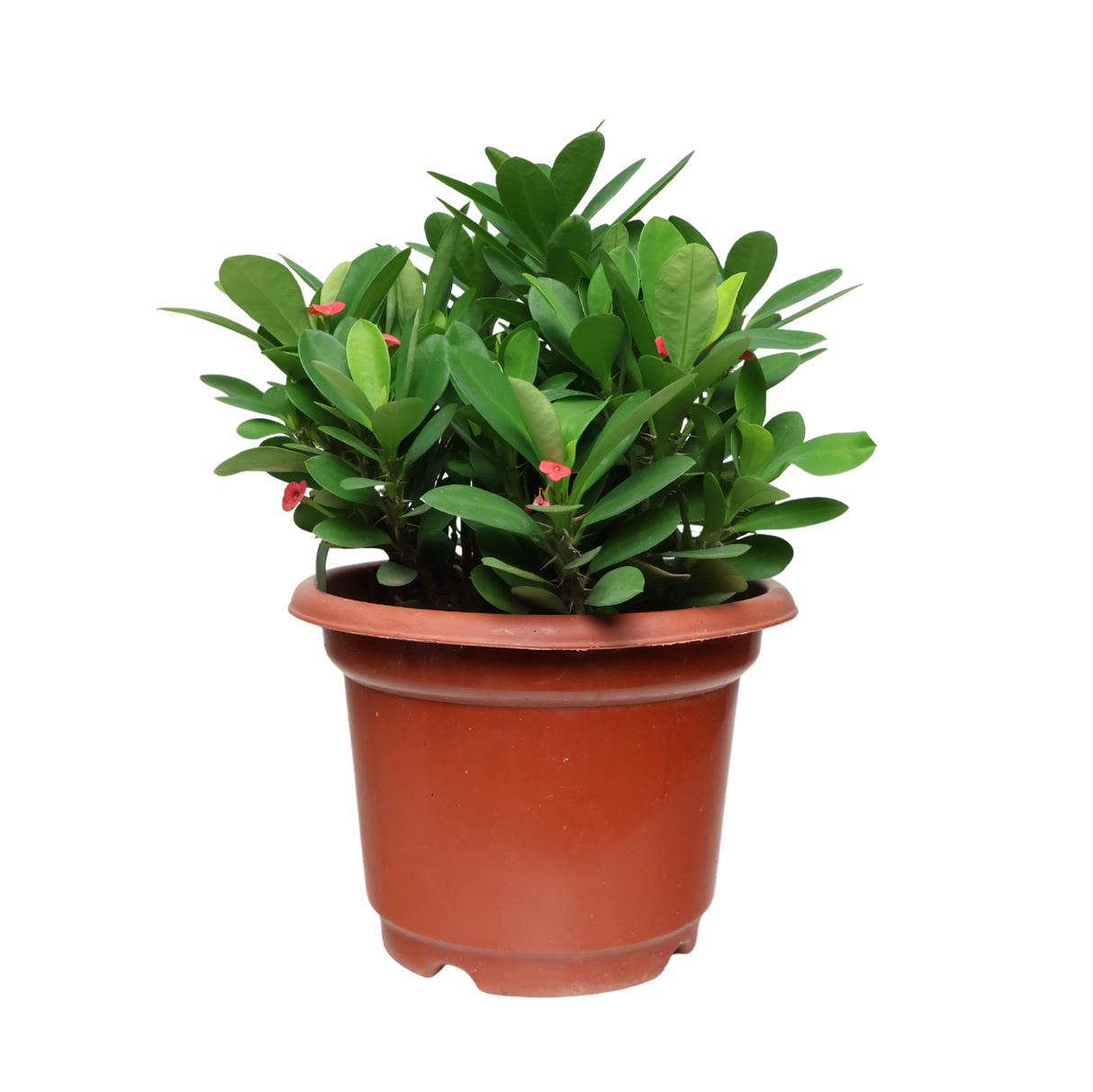 Euphorbia 20cm Pot