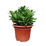 Euphorbia 20cm Pot