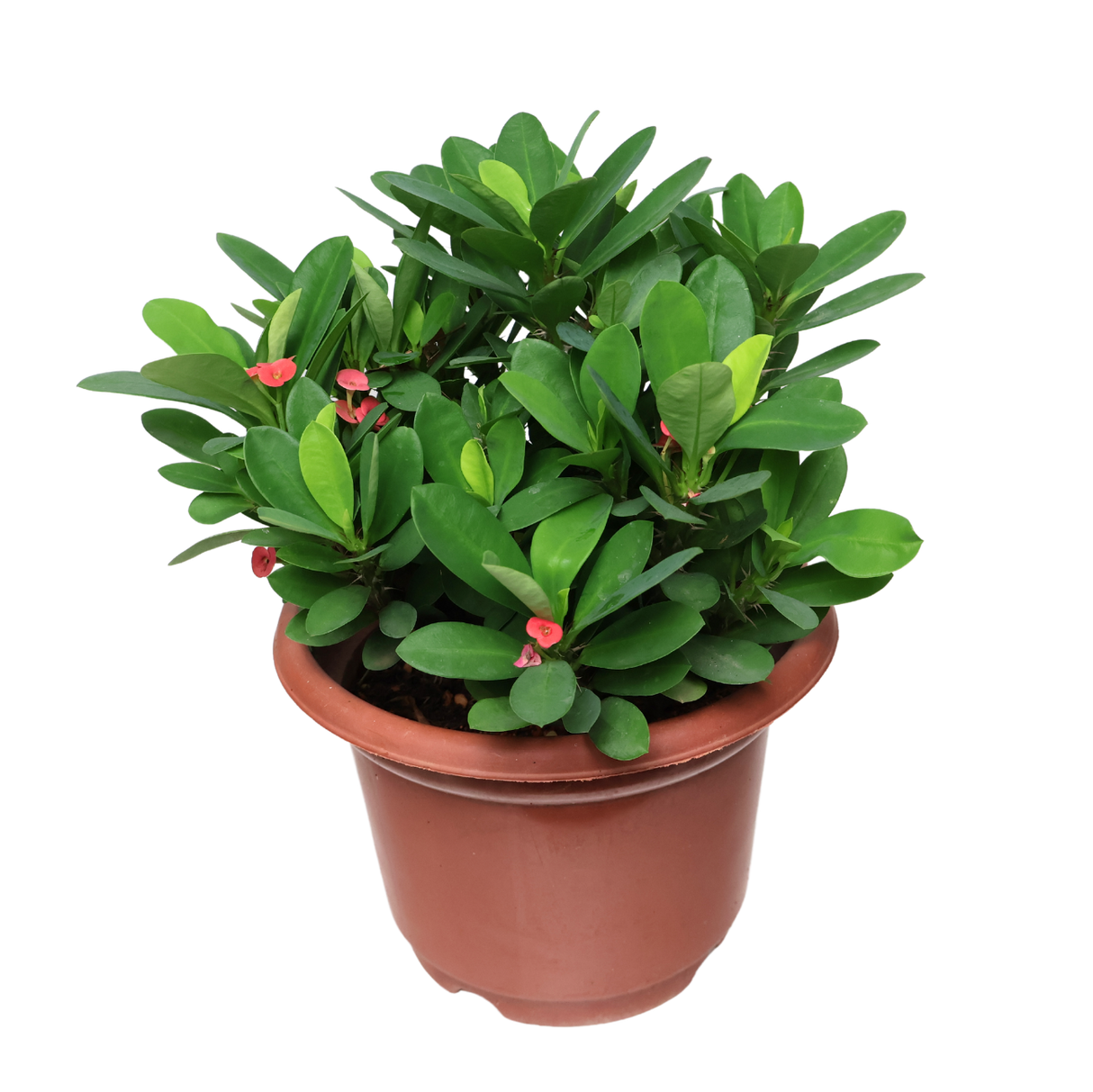 Euphorbia 20cm Pot