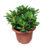 Euphorbia 20cm Pot