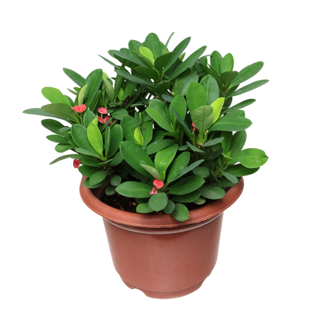 Euphorbia 20cm Pot