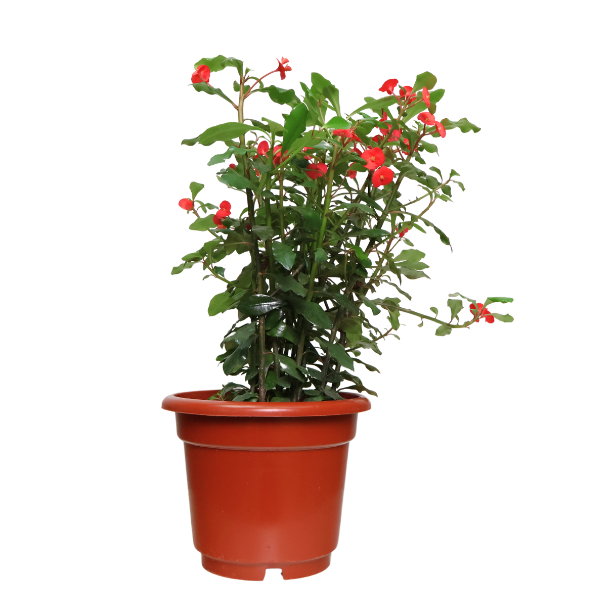 Euphorbia 25cm Pot