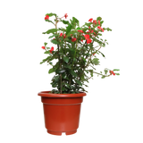 Euphorbia 25cm Pot