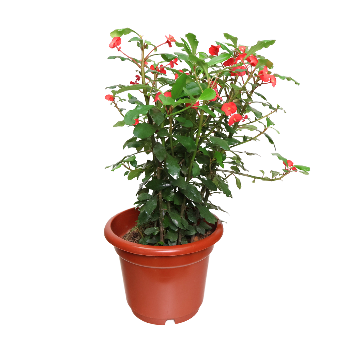 Euphorbia 25cm Pot