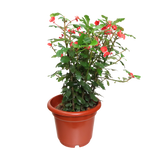 Euphorbia 25cm Pot