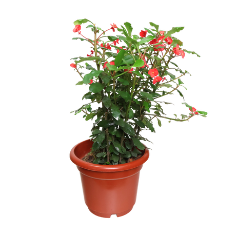 Euphorbia 25cm Pot