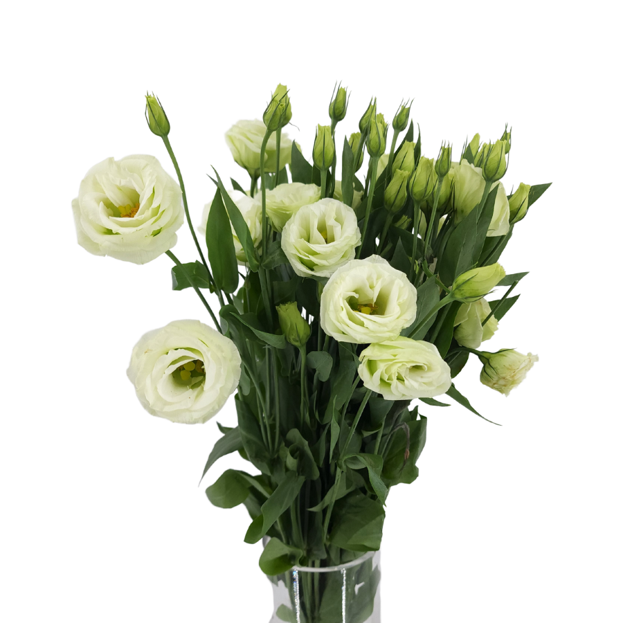 Wholesale Eustoma Flowers for Florists | Bulk Eustoma Delivery
