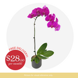 Phalaenopsis Subscription