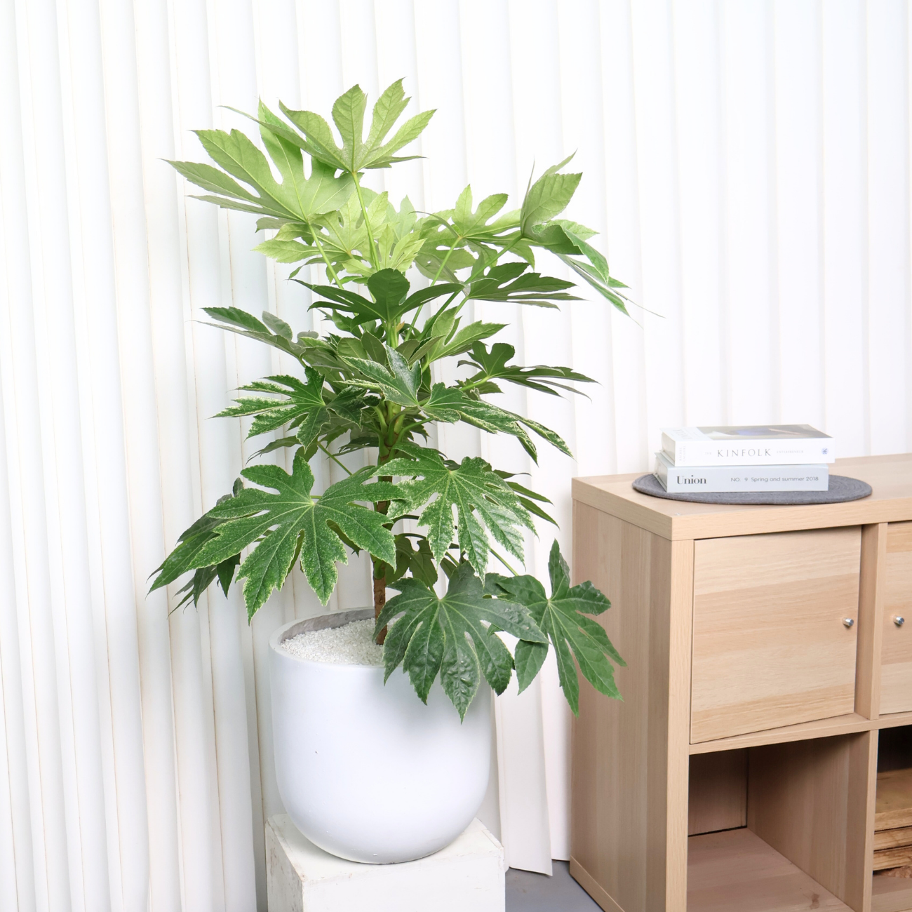 Fatsia Japonica Variegata in Ceramic Pot - Plant Arrangement | JM Flower