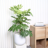 Fatsia Japonica Variegata in Ceramic Pot (Variegated Japanese Aralia)