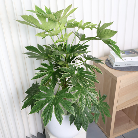 Fatsia Japonica Variegata in Ceramic Pot (Variegated Japanese Aralia)