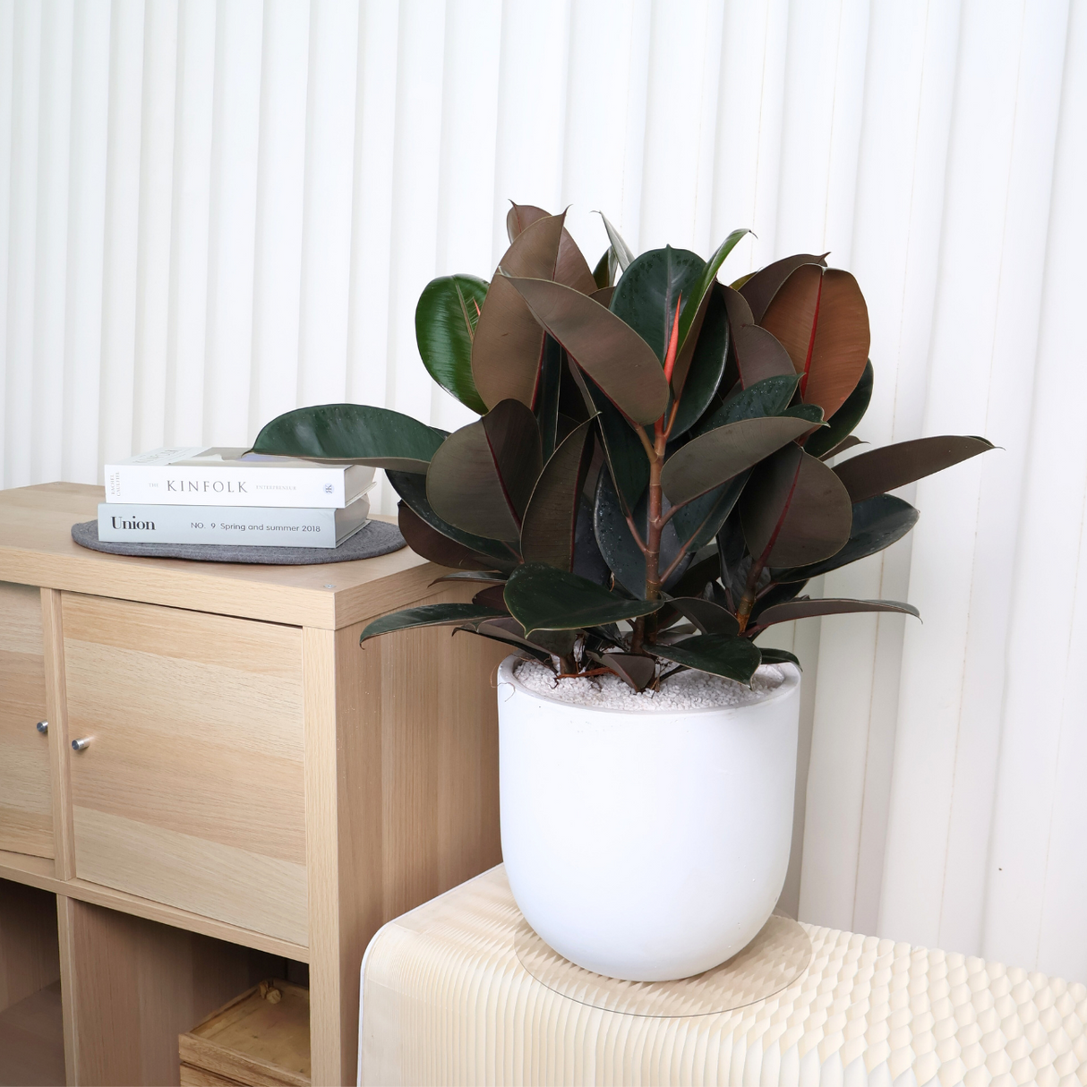 Ficus Elastica (Rubber Fig) in Ceramic Pot