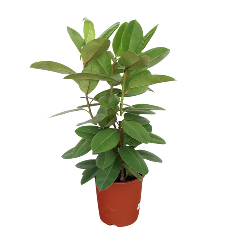 Ficus Elastica Shivereana in Ceramic Pot (1.1m)