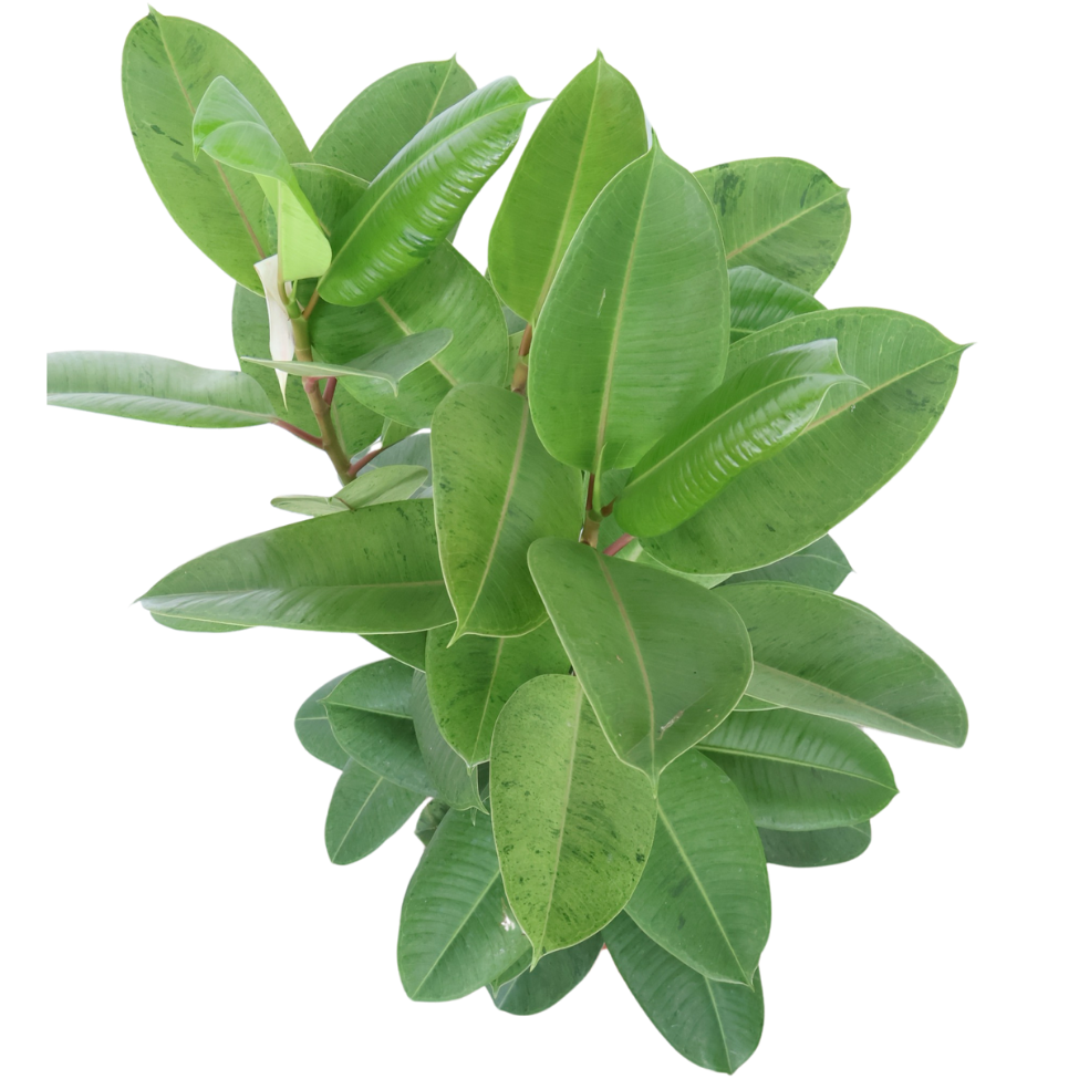 Ficus Elastica Shivereana (1.1m)