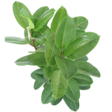 Ficus Elastica Shivereana (1.1m)