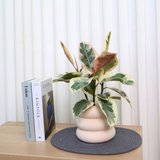 Ficus Elastica Tineke (Rubber Plant) in Ceramic Pot