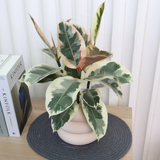 Ficus Elastica Tineke (Rubber Plant) in Ceramic Pot