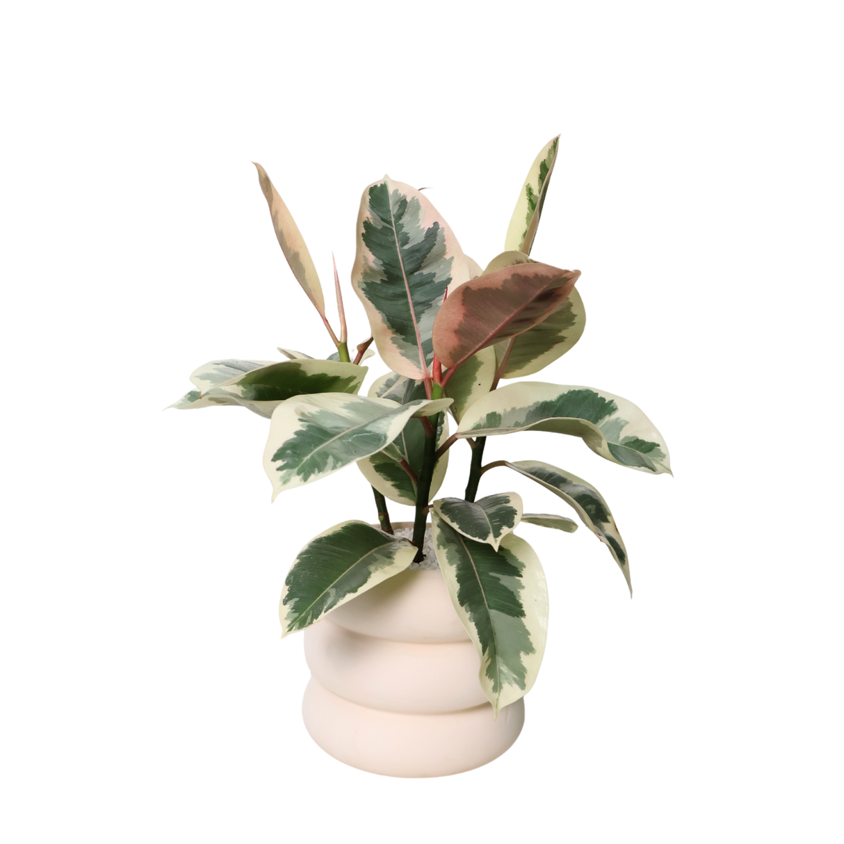 Ficus Elastica Tineke (Rubber Plant) in Ceramic Pot