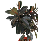 Ficus Elastica (Rubber Plant)  (1.9m)