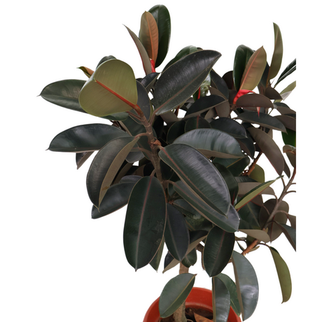 Ficus Elastica (Rubber Plant) in Ceramic Pot (1.4m)