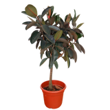 Ficus Elastica (Rubber Plant)  (1.9m)