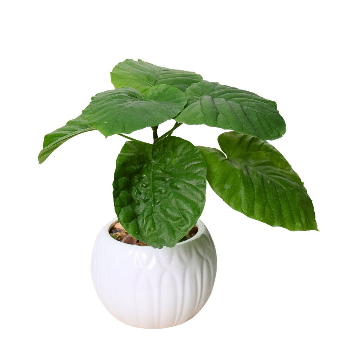 Ficus Umbellata (Umbrella Tree Fig) in Ceramic Pot