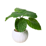 Ficus Umbellata (Umbrella Tree Fig) in Ceramic Pot