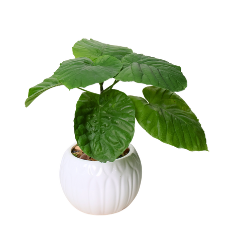 Ficus Umbellata (Umbrella Tree Fig) in Ceramic Pot