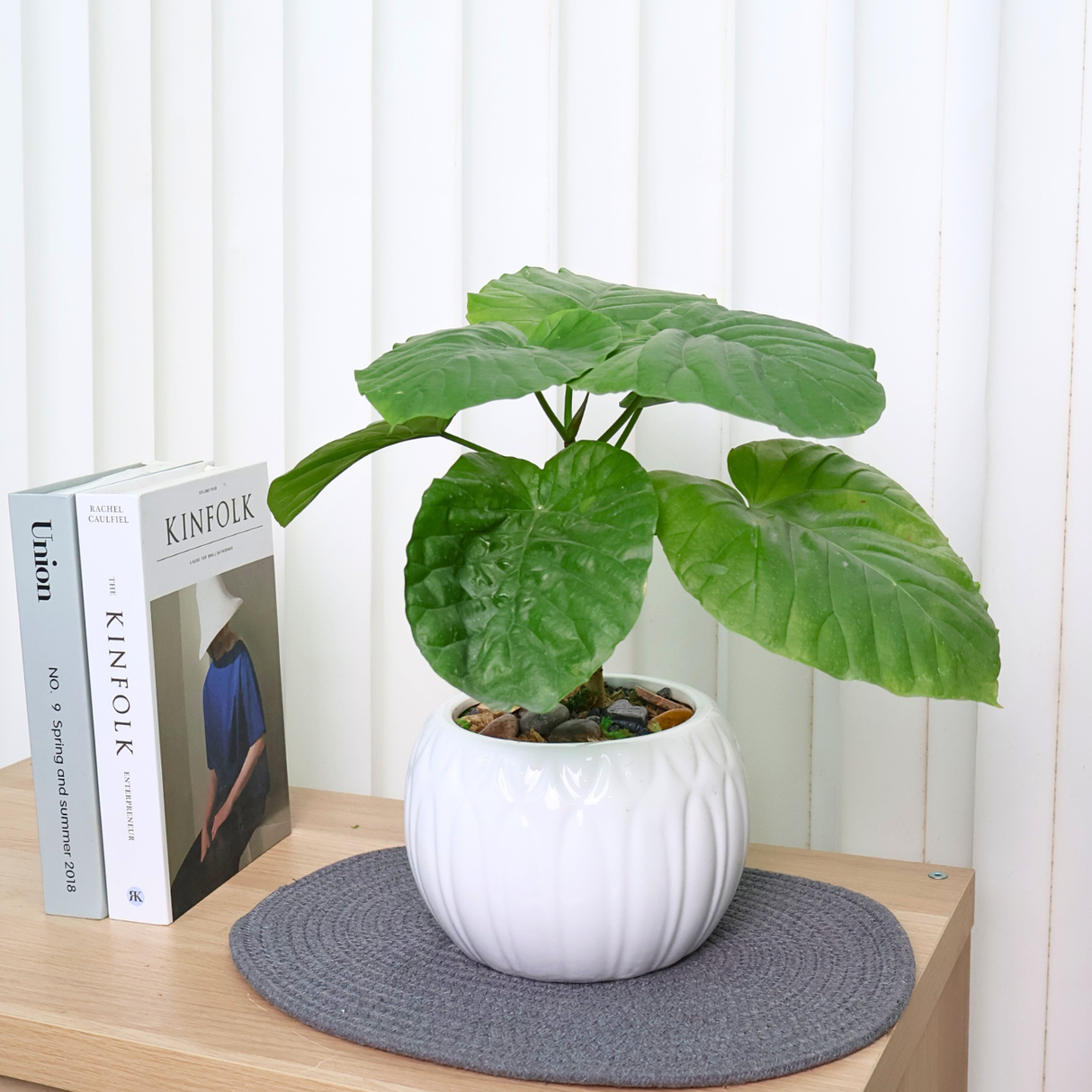 Ficus Umbellata (Umbrella Tree Fig) in Ceramic Pot