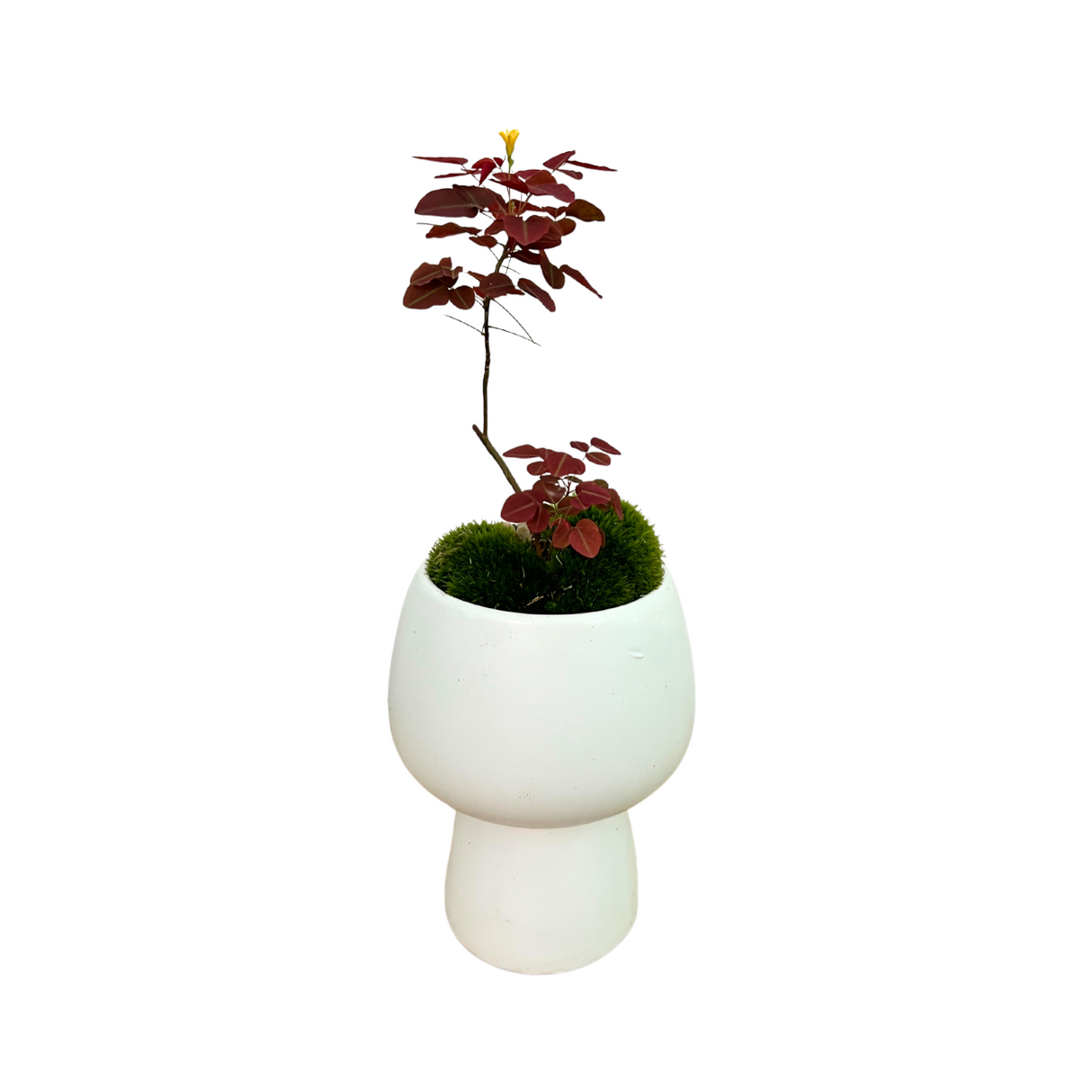 Fire Fern Oxalis Hedysaroides in White Ceramic Pot