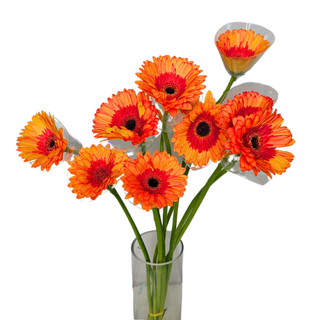 Gerbera (Malaysia)