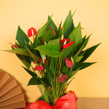 Flora Fortune (Anthurium) - CNY Plant