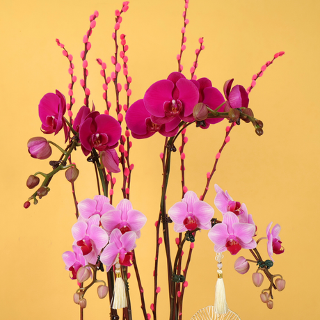 Flourish Growth (2 Single & 1 Double Stalks) - Orchid Phalaenopsis