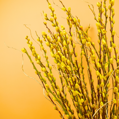 Flourishing Lunar - Pussy Willow