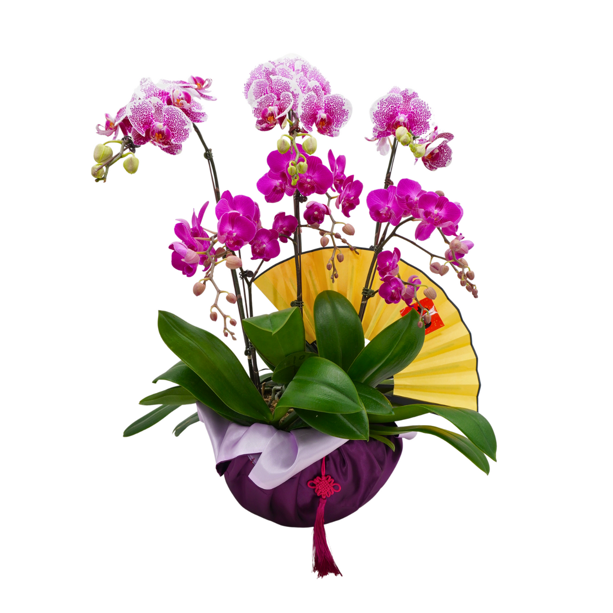 Flush Jewel (6 Single Stalks) - Orchid Phalaenopsis