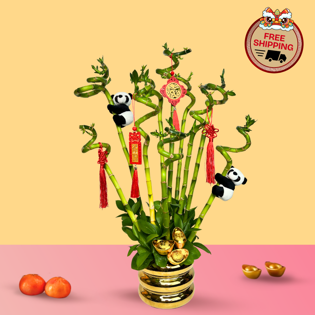 Fortune Bamboo - Lucky Bamboo