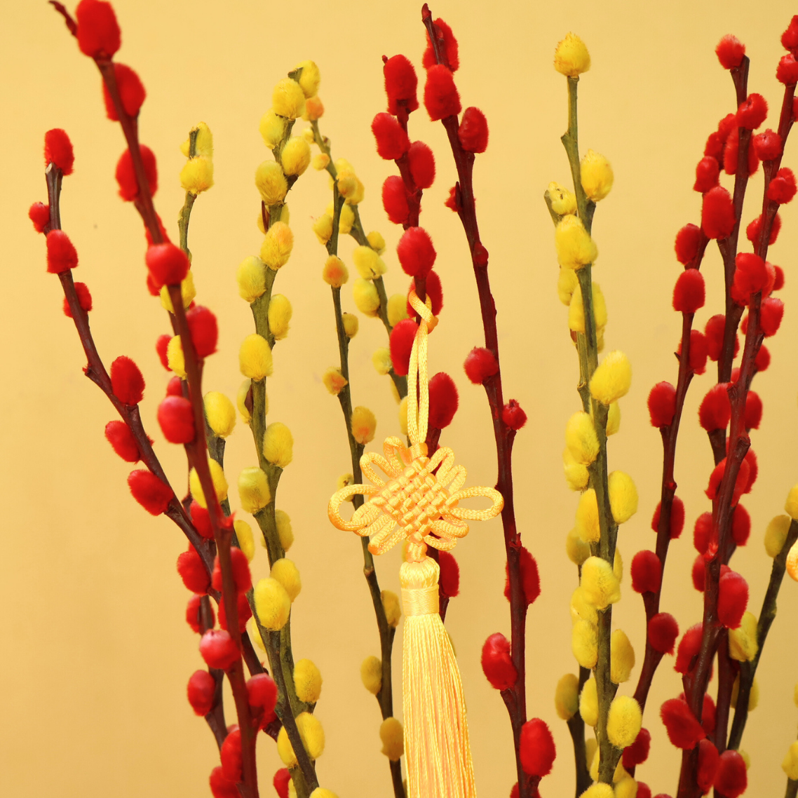 Fortune Dash (20 Stalks) - Pussy Willow