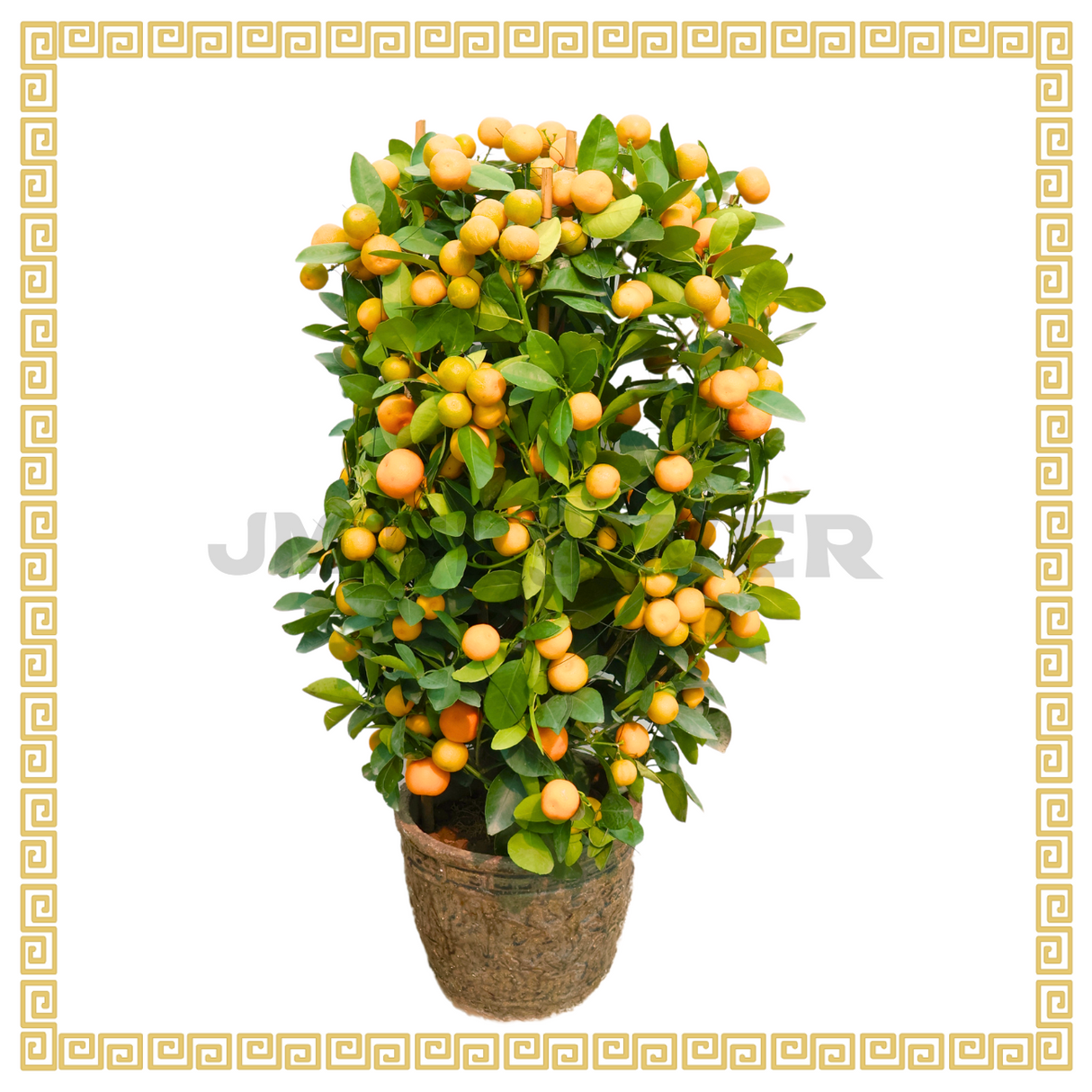Four Season Lime 四季桔  (14 inch)
