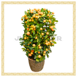 Four Season Lime 四季桔  (14 inch)