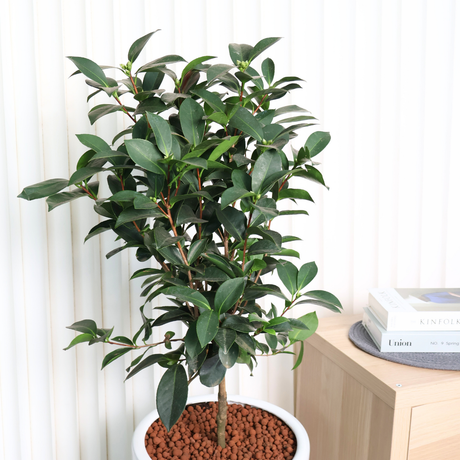 Four Seasons Camellia  (四季茶花树) in Ceramic Pot