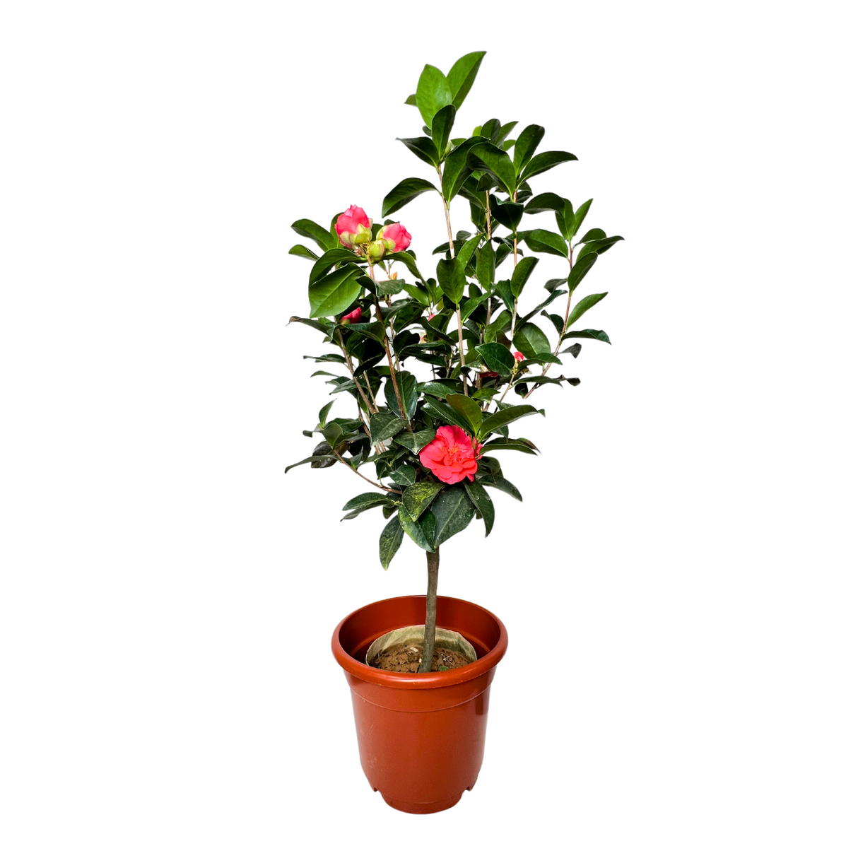 Four Seasons Camellia Plant (四季茶花）