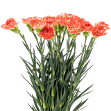 Carnation (Malaysia)