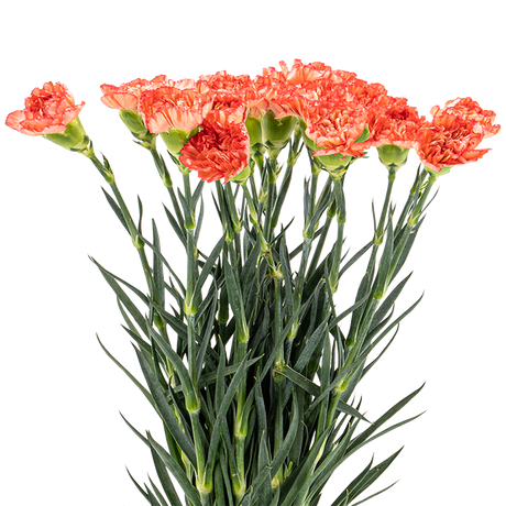 Carnation (Malaysia)