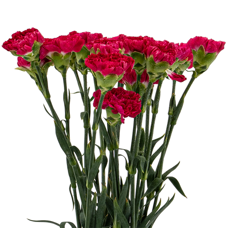 Carnation (China)