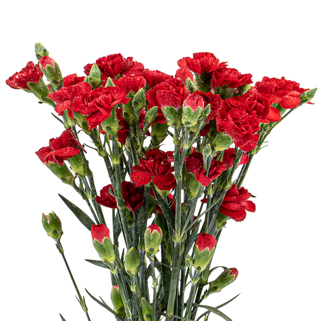 Pink flower bouquet in vase.