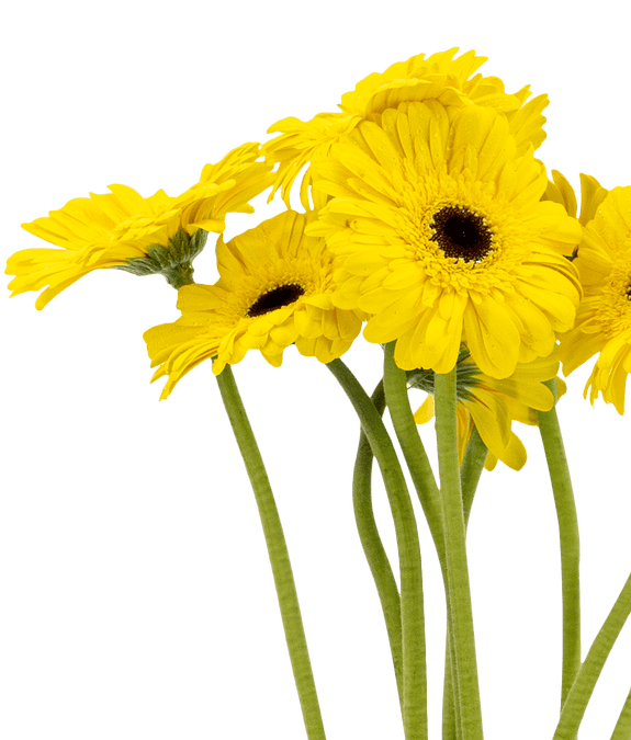 Order Flowers Online Singapore Ji Mei Flower